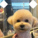 서른살나의펫2 이미지