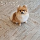 콜라네 펫살롱 이미지