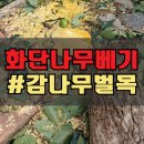 호원주택 | 주택 화단 나무베기 감나무 벌목 제거_수원