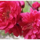 홍매화 민박 이미지