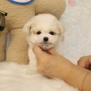 플랜멍강아지분양대구
