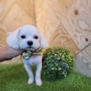 도그애견미용실 이미지