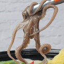 뻘낙지수산 이미지