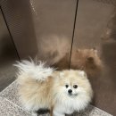 펫도담 | [오버츄어] 더마 서린 저자극 펫샴푸 사용 후기