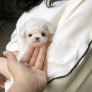 토이파티 이미지