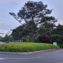 대식당(마에스트로) | 마에스트로CC 봄 골프 라운딩 후기