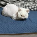 엉클스캣 이미지