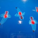 행운파크 이미지