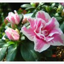 아젤리아 이미지