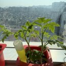 영민플라스틱 | [식물 키우기] 3,000원으로 힐링하기 | 다이소 방울토마토 재배 키트 후기🍅🌱