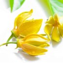 일랑일랑 이미지