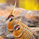 Spinifex Pigeon 이미지