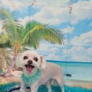 펫 살롱 파밀리에 이미지