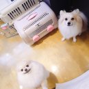 쿨쿨펫 네이버블로그