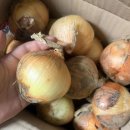 하나농산물 | 양파 햇양파 양파요리 '농산물온'에 신선한 양파 후기