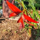 사오리농장 이미지