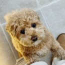 모모그루밍 이미지