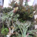 미니농장 이미지