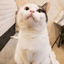 블랑쉬노엘