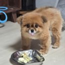 도크도크 | 당일예약 가능한 강아지 생일 디자인 케이크 이용 후기 | 서울 반려견 수제케이크 '도크도크'