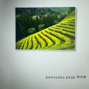 *보성 녹차밭* (입선) 창덕여고 역사관 게시, 2016.12.19 이미지