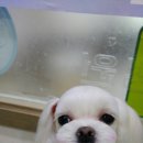 피닉스애견미용 이미지