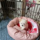 도그마루 노원점 이미지