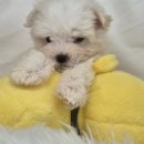 드림독 강아지분양 안심분양센터 부천점 | 부천애견분양 드림독 강아지분양 안심분양센터 부천점 방문 후기