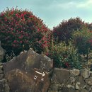 강정동-53 | 제주도 3박 4일 여행 2일차) 제주 서귀포시 남원읍 겨울 여행지 동백 포레스트