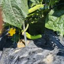 군장농원 이미지