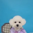 멍블리펫뷰티 네이버블로그