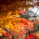 가을가을한 내장산 단풍 이야기 이미지