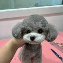 영광 해피댕스 애견샵 이미지