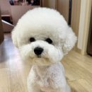 몽실몽실펫살롱 이미지