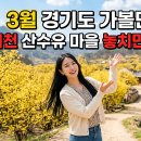 이천산수유마을 | 3월 경기도 가볼만한곳, 이천 산수유 마을 놓치면 후회해요