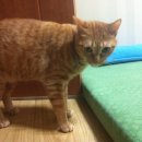 서광(아) 이미지