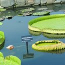 크루지아나 이미지