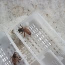 여왕벌PC 이미지