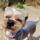 빅맨애견미용 이미지