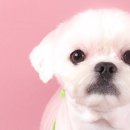 퀸펫살롱 이미지