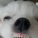 송도멍멍이발소 이미지