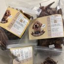 날개 | 멍이네수제간식 메추리 오리 안심 날개 내돈내산 솔직후기