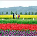 [4월 16일] 산악회 사정에 의하여 휴산합니다.전국최대의 유채꽃축제와 영축산 사진첨부 이미지