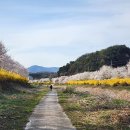 미원초등학교 | 경기도 가평 벚꽃 명소 신천 둑방길 설악고 미원초 사이 개나리 벚꽃