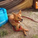 하트애견 이미지