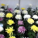 강화문예회관_대강당 이미지