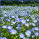 함양밀면 이미지