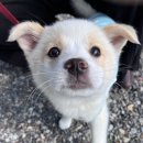 목욕하는 강아지 이미지