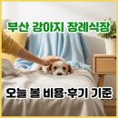뽕자 | 부산 강아지 장례식장 믿을 만한 곳? 부산 애견 화장터 비용, 후기 총정리