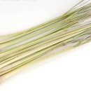 레몬그라스 이미지